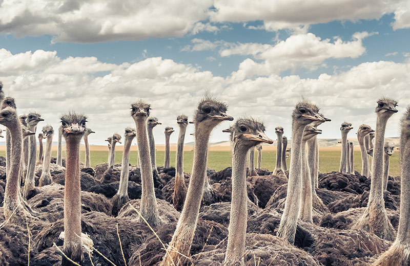 Oudtshoorn Attractions - Cango Ostrich Show Farm